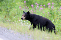 Alaska wild