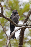 Les oiseaux d'Afrique du Sud
