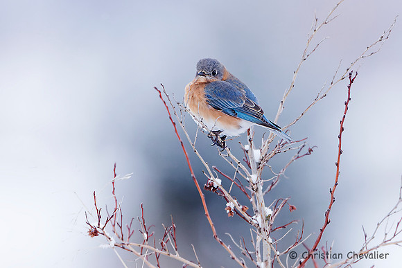 L'oiseau bleu