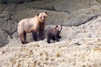 Alaska wild