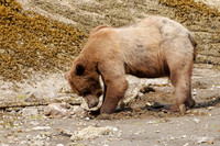 Alaska wild