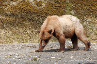 Alaska wild