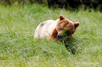 Alaska wild