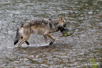 Alaska wild