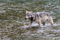 Alaska wild