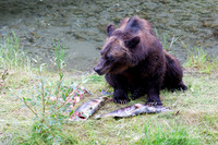 Alaska wild