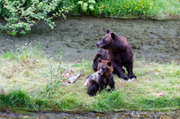Alaska wild