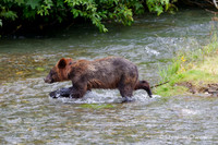 Alaska wild