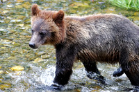 Alaska wild
