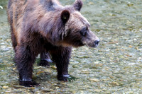 Alaska wild