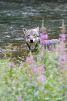 Alaska wild