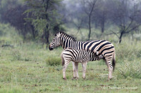 Afrique du Sud