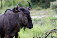 Afrique du Sud