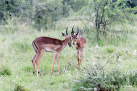 Afrique du Sud