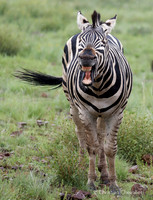 Afrique du Sud