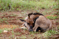 Afrique du Sud