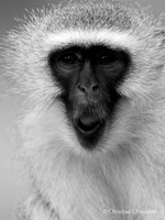 Afrique du Sud