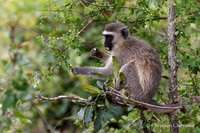 Afrique du Sud