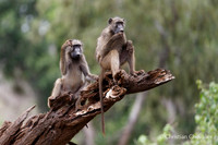 Afrique du Sud