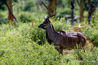 Afrique du Sud