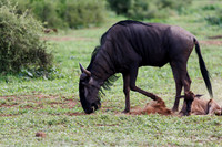 Afrique du Sud