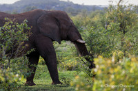 Afrique du Sud
