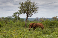 Afrique du Sud
