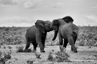 Afrique du Sud