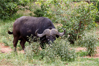 Afrique du Sud