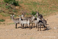 Afrique du Sud