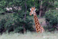 Afrique du Sud