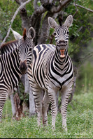 Afrique du Sud
