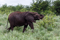 Afrique du Sud