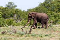 Afrique du Sud