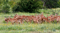 Afrique du Sud