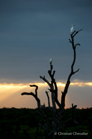 Afrique du Sud