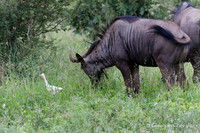 Afrique du Sud