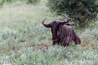 Afrique du Sud