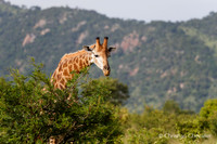 Afrique du Sud