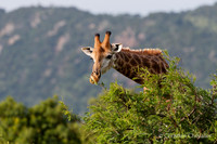 Afrique du Sud