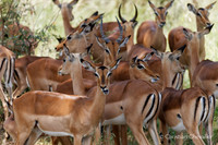 Afrique du Sud