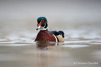 Canard branchu