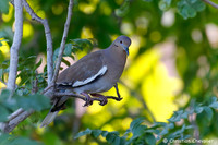 Les oiseaux d'Amérique centrale, Nicaragua